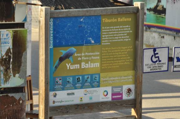 Ainda em Chiquila, onde pegamos o barco para a ilha de Holbox, no norte do Yucatán, no México, as informações sobre os tubarões-baleia